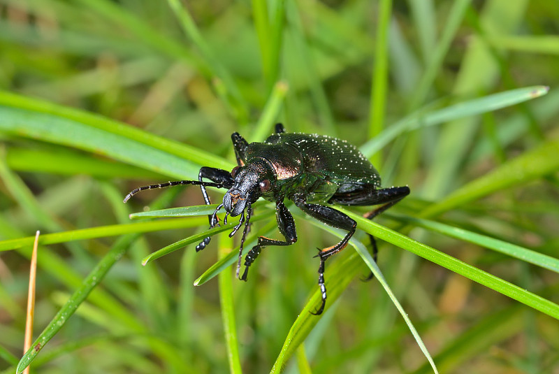 甲虫carabus (Calosoma)