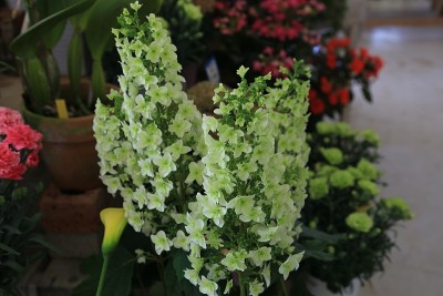白色绣球花