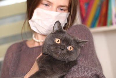 女孩戴着医用口罩，手里拿着英国猫品种。预防猫感染弓形虫。
