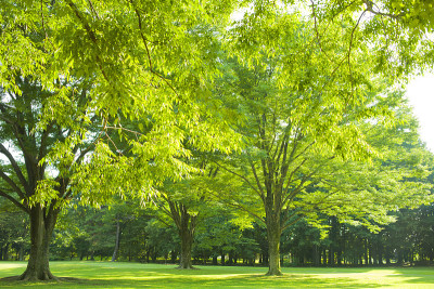 公園　新緑