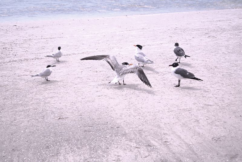 海鸥在海边