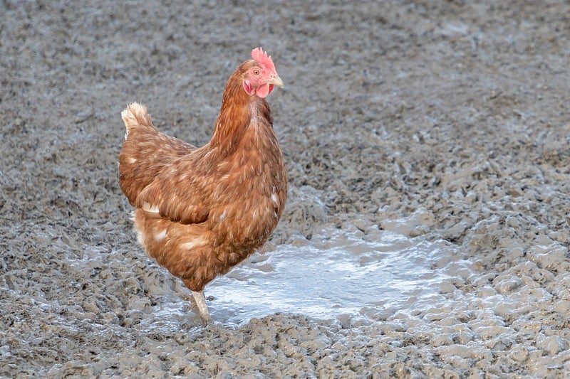 棕色鸡生活在生物家禽农场的户外泥土