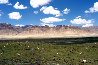 高原牧场