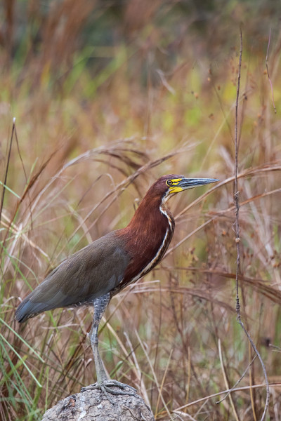 带红色的Tiger-Heron