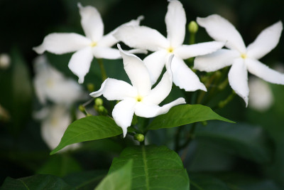 黑纱茉莉花
