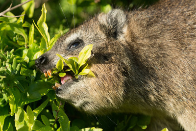 裙子dassie