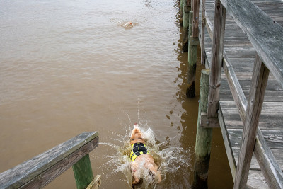 老黄拉布拉多猎犬跳入水中玩接水游戏。