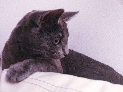Grey六个月大的小猫