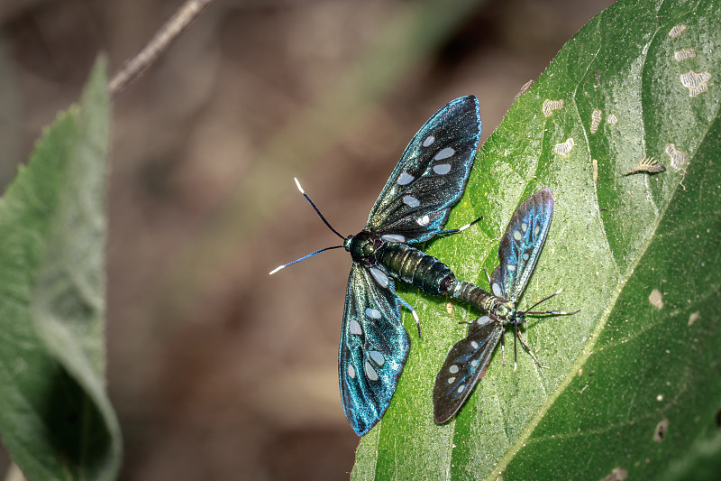 两只Heady Maiden moth (Amata kuhlweini)正在交配，乌干达，非洲