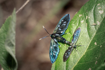 两只Heady Maiden moth (Amata kuhlweini)正在交配，乌干达，非洲