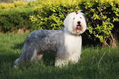 英国古代牧羊犬