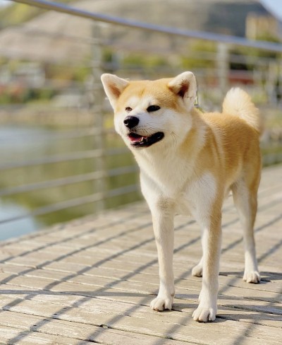 秋田狗微笑