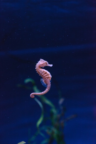 发现海马库达