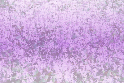 美丽的小花背景