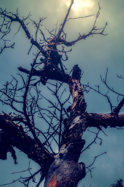 dry tree