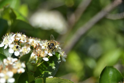 蜜蜂在野莓花上。特写镜头,宏。Aronia melanocarpa