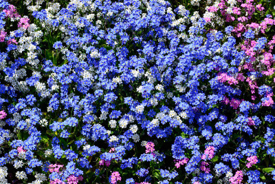 花园里的花