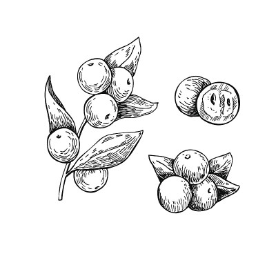 卡姆卡姆矢量超级食物绘图。孤立手绘插图