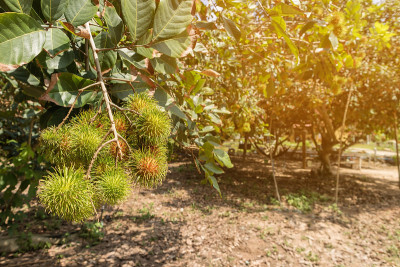 rambutans
