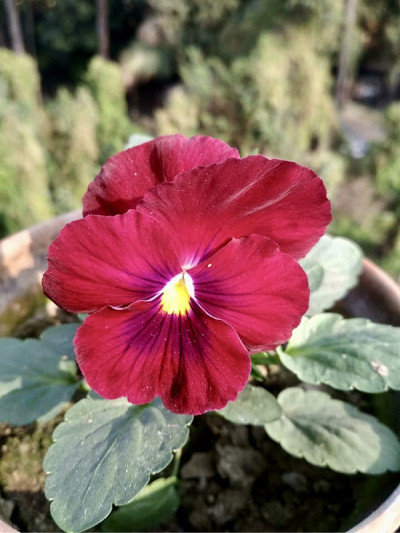 美丽的花