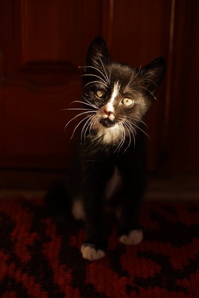 黑色带白毛的侯爵小猫坐在阳光明媚的房间里