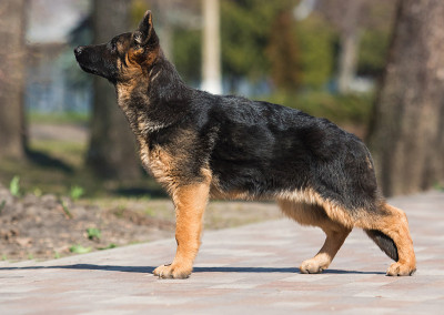 德国牧羊犬