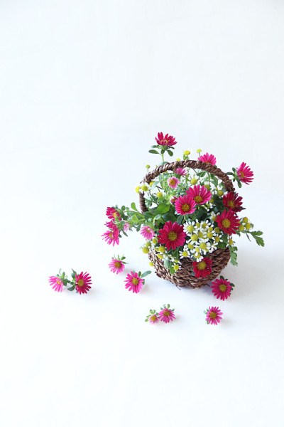 紫菀、小白菊