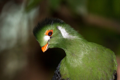的白颊Turaco