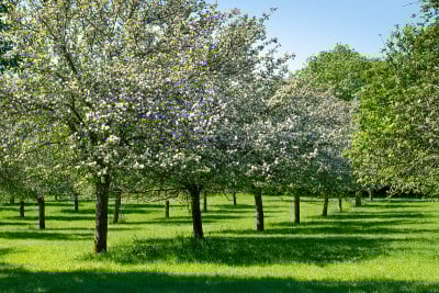 萨默塞特果园里的苹果树正在开花