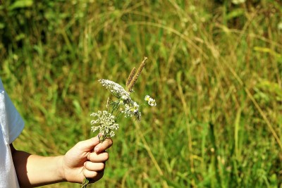 农场新鲜的花束