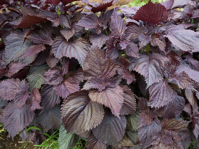 Shiso field