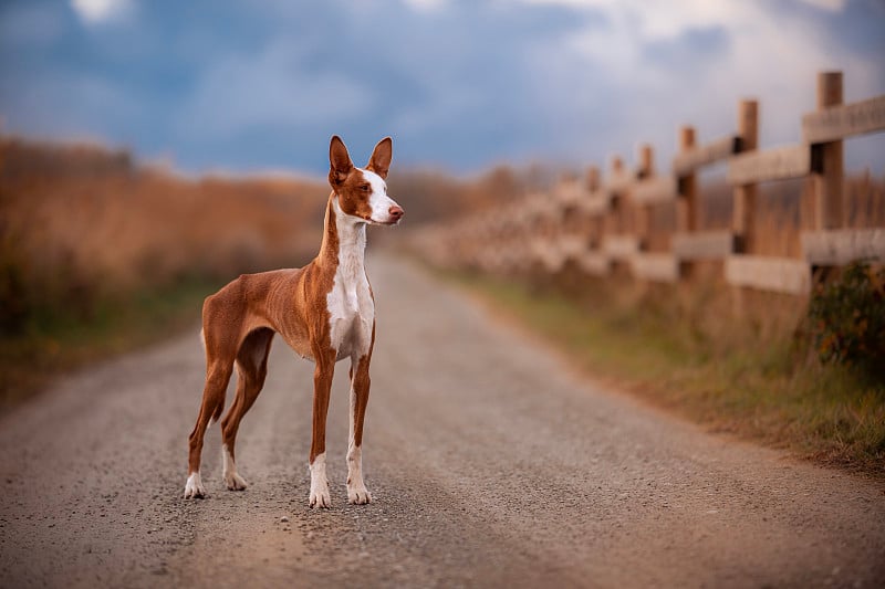 骄傲的伊比桑猎犬站立着