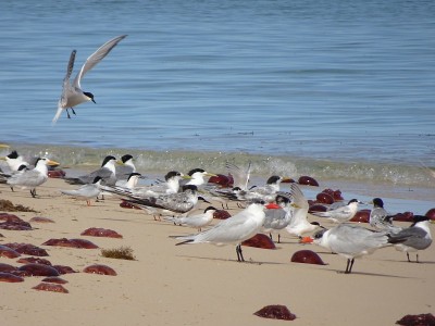Caspian Tern。第三阶段