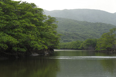 原始森林
