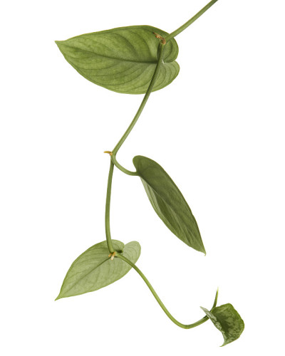 碧桃叶，锦缎植物，奇异的叶子孤立在白色的背景，与修剪路径