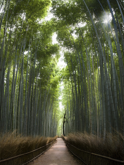 阳光照进竹林，完美的直线