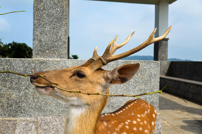 台湾梅花鹿