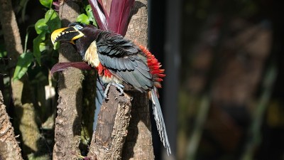 Chestnut-eared Aracari