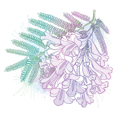 轮廓开花的蓝花楹花束矢状枝，芽和叶呈淡紫色和绿色，孤立于白色背景上。