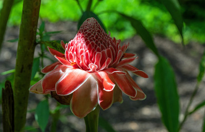 厄瓜多尔Mindo的Torch Ginger