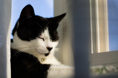 小小猫