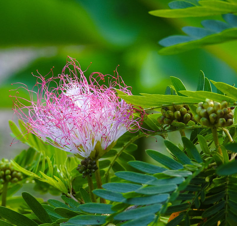 塞舌尔美丽的花朵。普拉兰岛岛花园