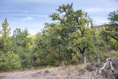 瘿栎林，山冈栎