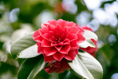 花选择