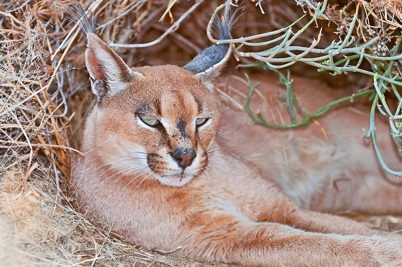 野猫(caracal caracal)是一种中等大小的野猫，原产于非洲，在野生动物保护区在纳米比亚。