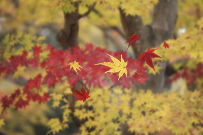 枫木