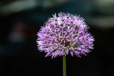 装饰性蝴蝶花，紫色葱，特写，特写，黑色背景。水平方向