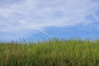 夏天的风景