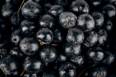 以苦果(Aronia melanocarpa)为背景的浆果。