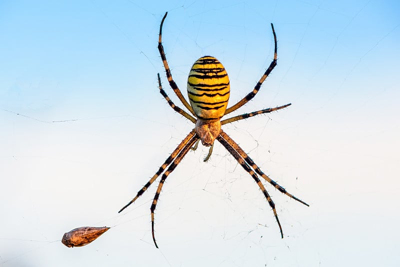 母蜘蛛argiope Bruennichi坐在他的网靠